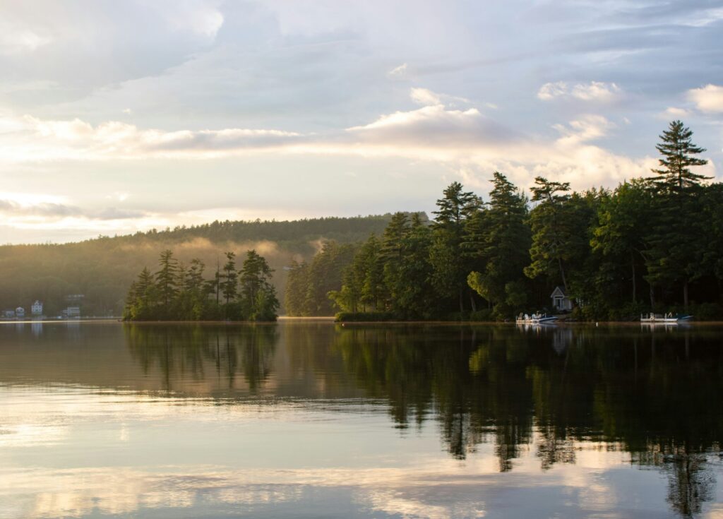 green trees beside body of water